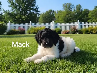 Goldendoodle dogs Mack - Ad 16