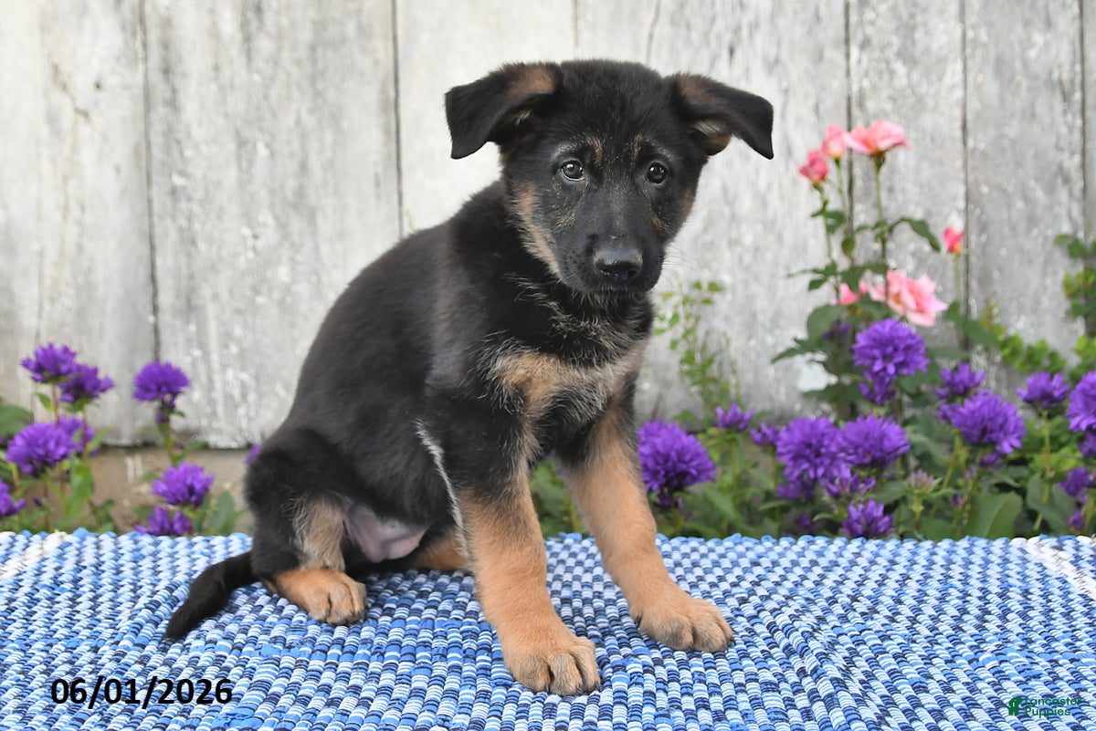 German Shepherd dogs Ruby - Ad 2