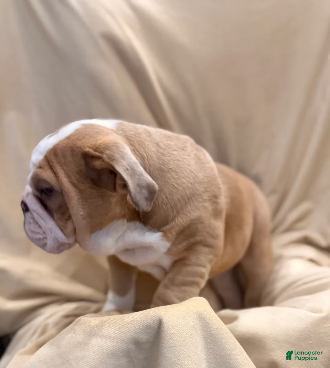 English Bulldog dogs for sale: Faith - Ad 17