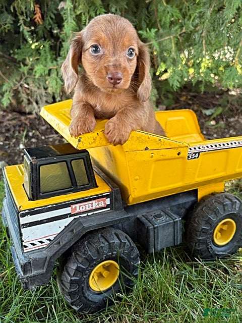 Miniature Dachshund dogs Bowie - Ad 1