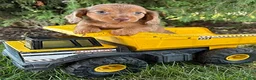 Miniature Dachshund dogs for sale: Bowie - Ad 1