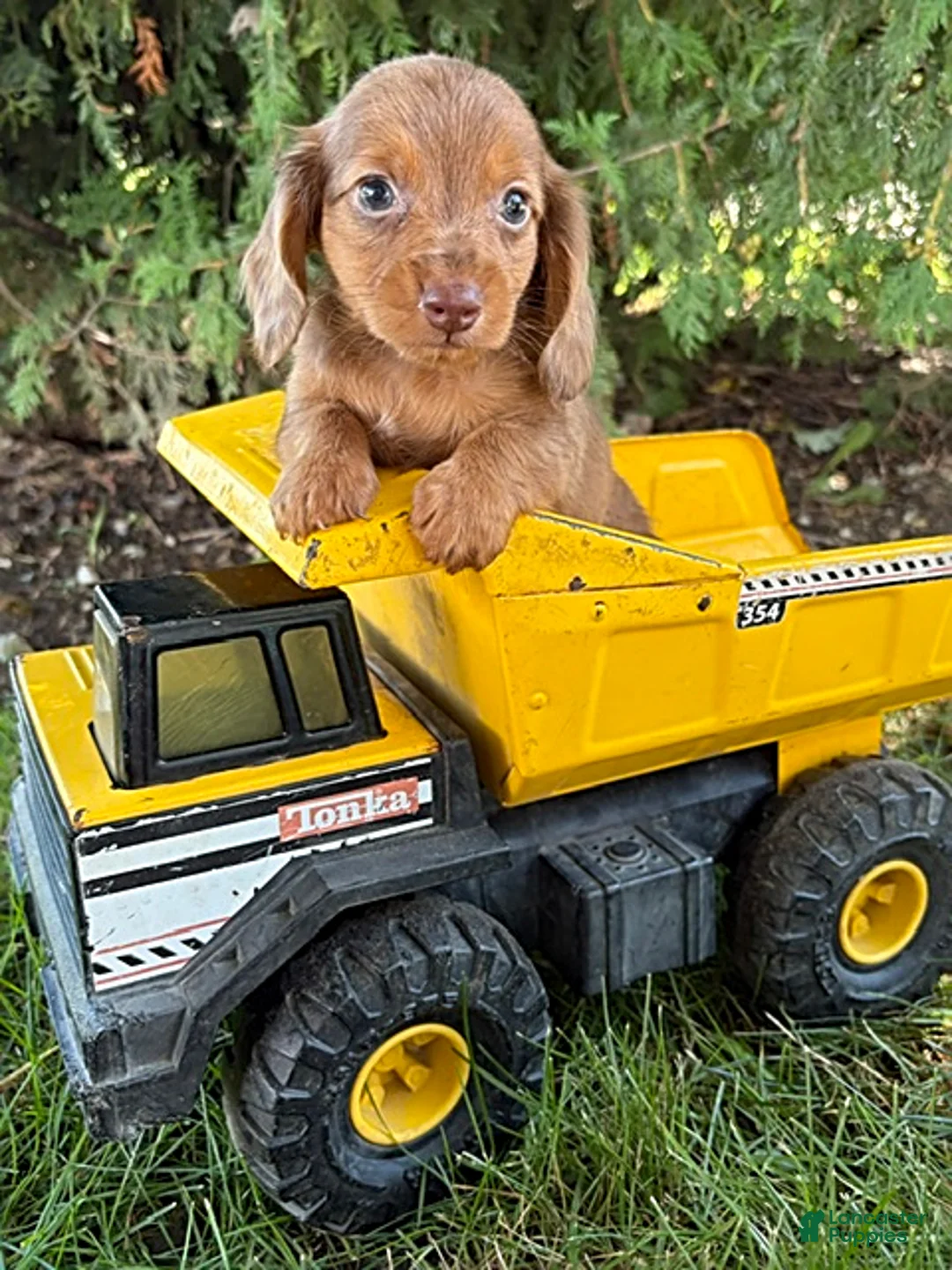Miniature Dachshund dogs for sale: Bowie - Ad 1