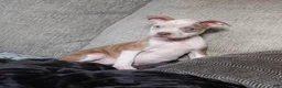 American Bully dogs for sale: Lumiya - Ad 2
