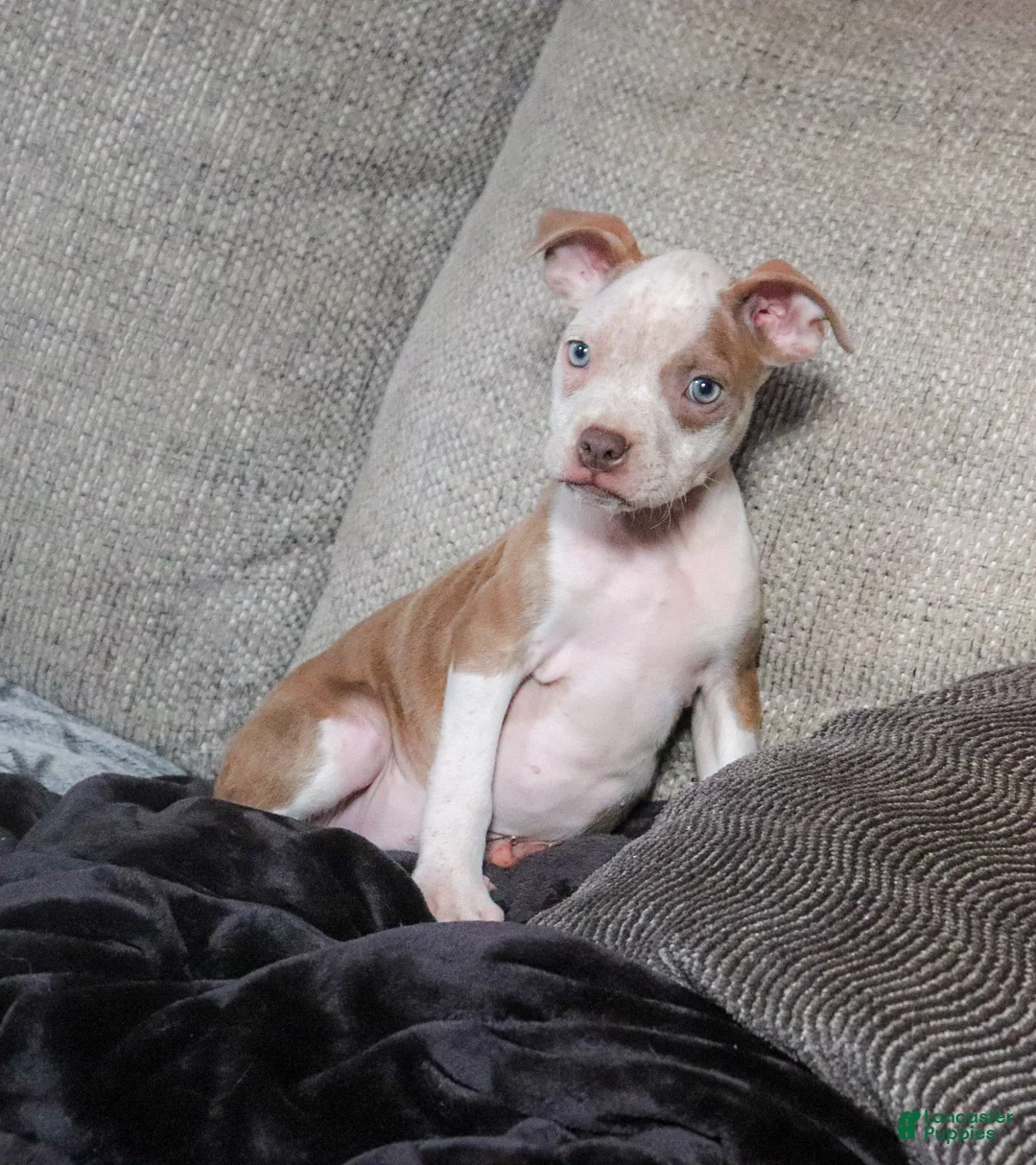 American Bully dogs for sale: Lumiya - Ad 2
