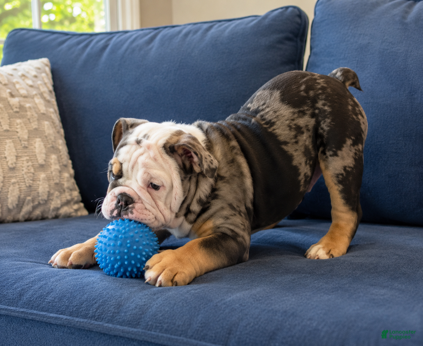 English Bulldog dogs Jaxon - Ad 1