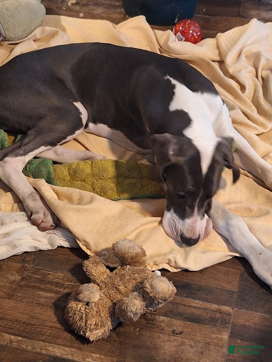 Great Dane dogs for sale: Great Dane Puppy 2 - Ad 2