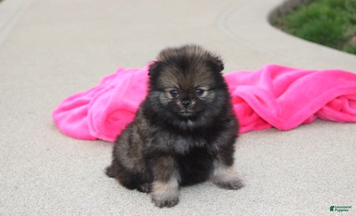 Pomeranian dogs Khloe  - Ad 1