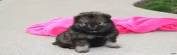 Pomeranian dogs for sale: Khloe  - Ad 1