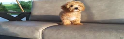 Maltipoo dogs for sale: Ranger - Ad 6