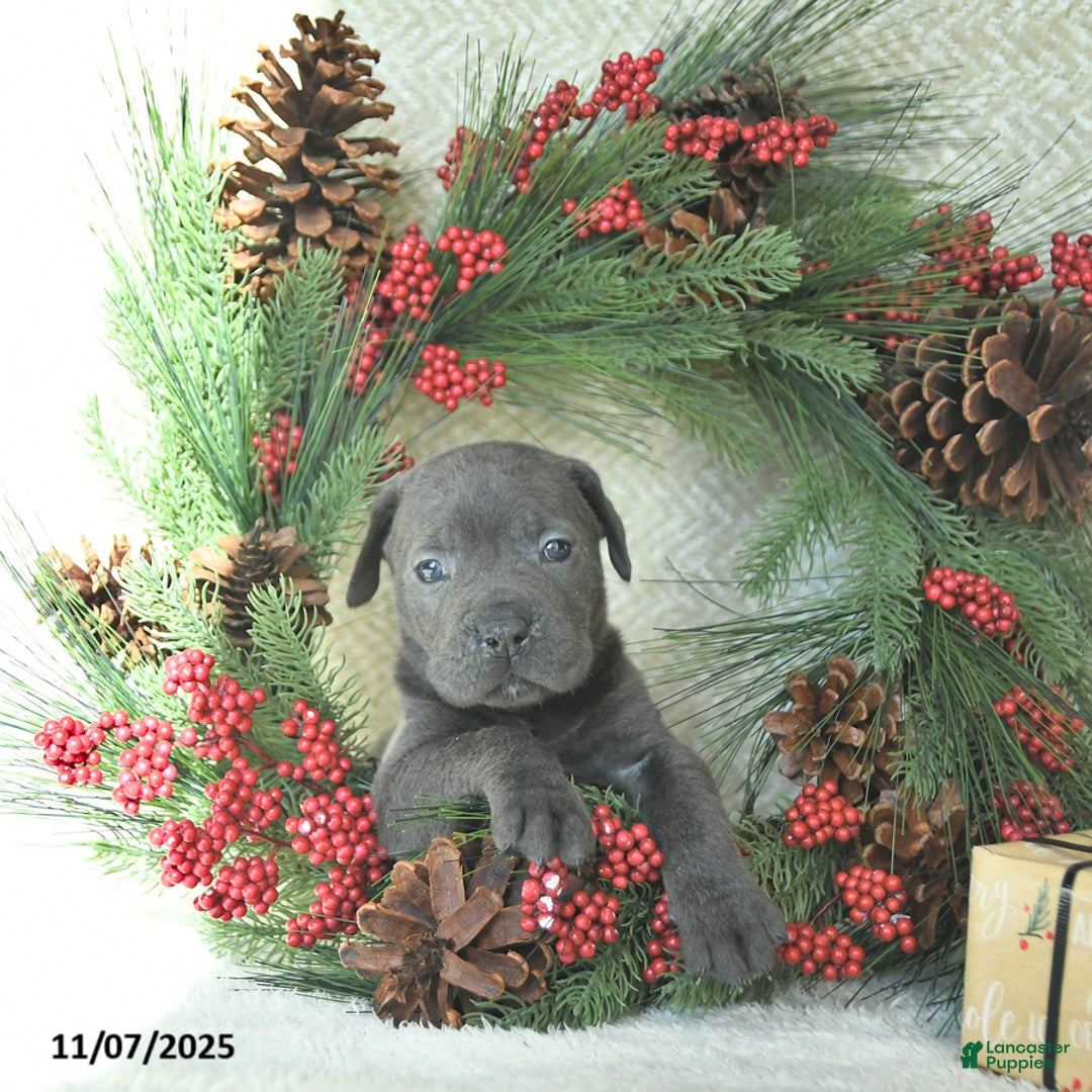 Cane Corso dogs for sale: Nova - Ad 13