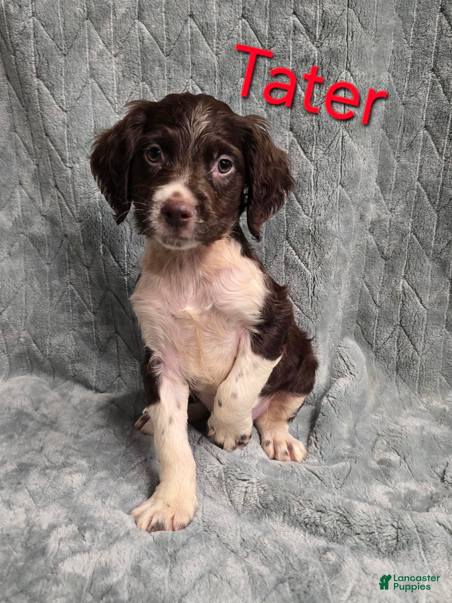 Brittany Spaniel dogs TATER - Ad 1