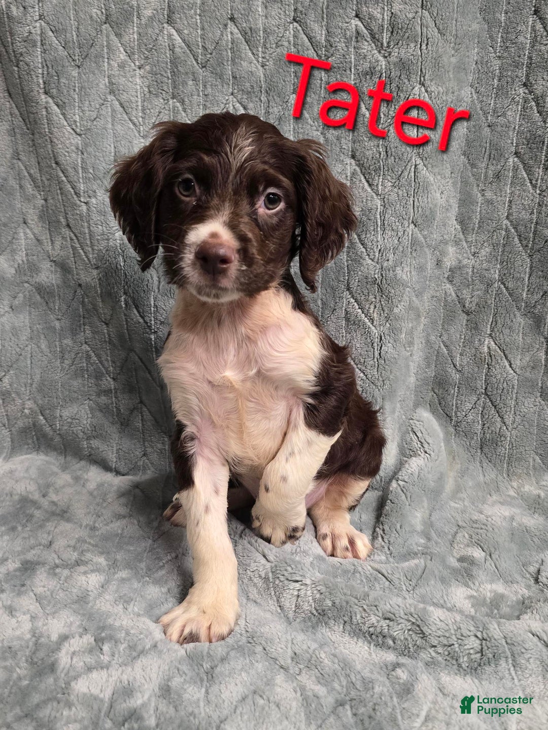 Brittany Spaniel dogs for sale: TATER - Ad 1