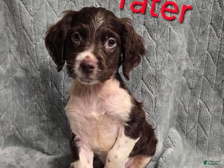 Brittany Spaniel dogs TATER - Ad 3