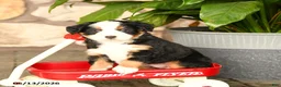 Mini Bernedoodle dogs for sale: Freddie - Ad 5