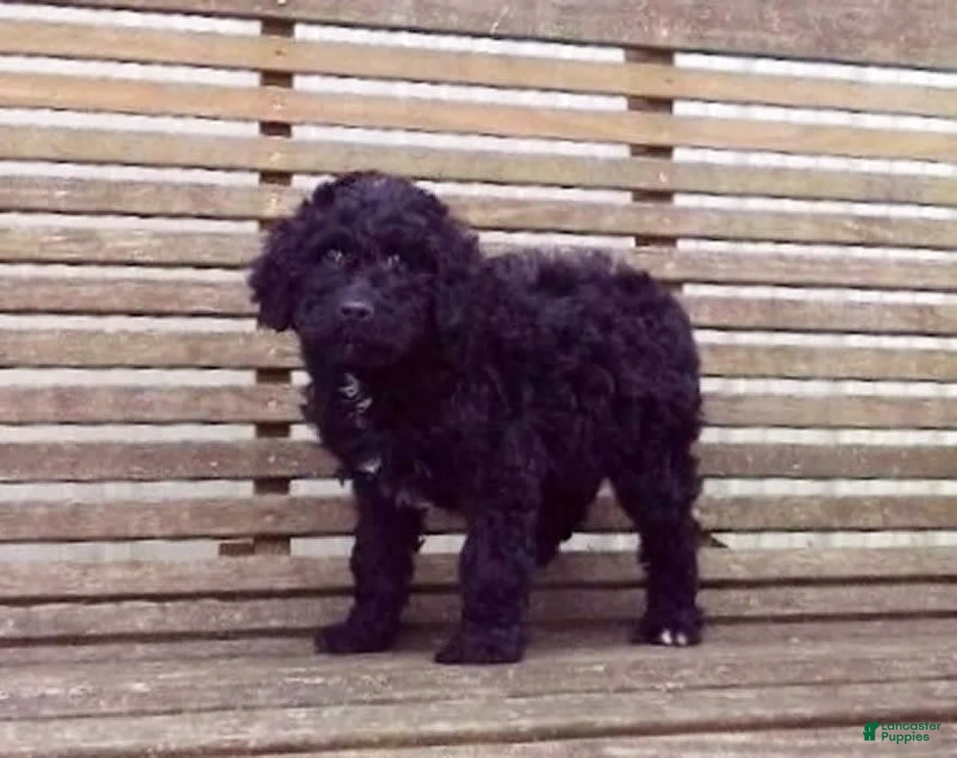 Gallery Image {{count}}