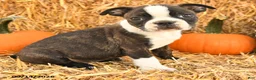 Boston Terrier dogs for sale: Randy - Ad 4