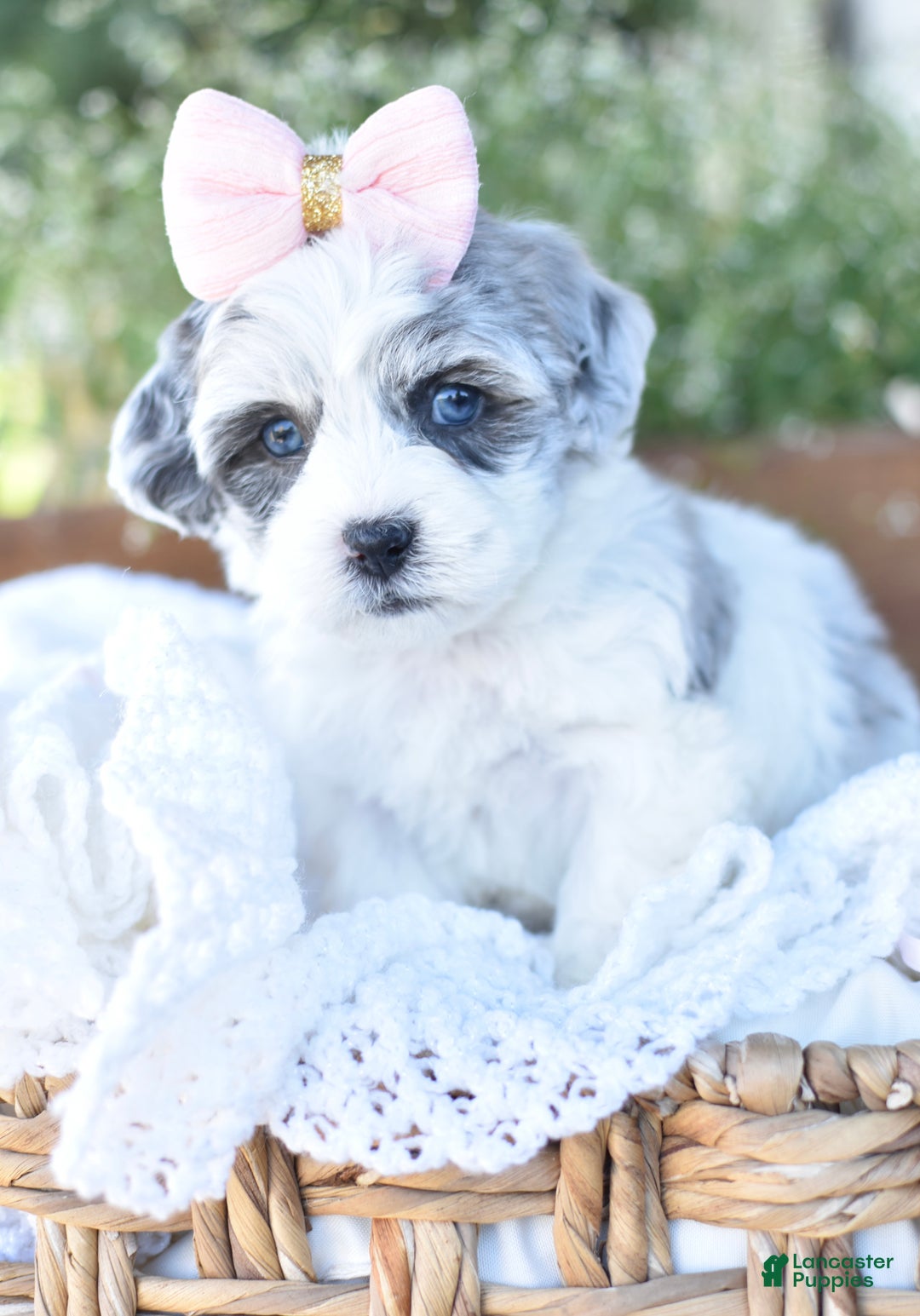 Mixed Breed dogs for sale: Dream - Ad 3