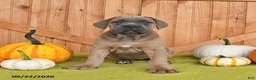 Cane Corso dogs for sale: Claire - Ad 4