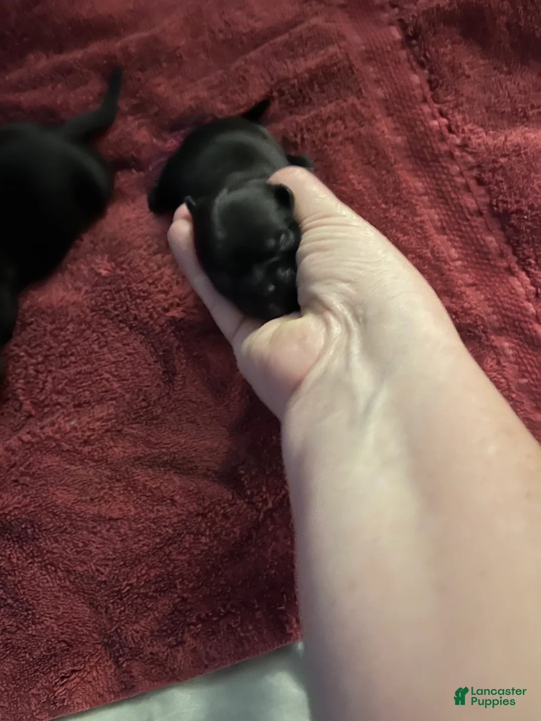 Malshi dogs for sale: Malshi Puppy 4 - Ad 1