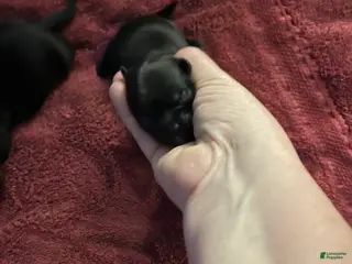 Malshi dogs Malshi Puppy 4 - Ad 8