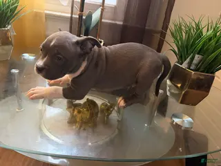 American Bully dogs American Bully Puppy 1 - Ad 4