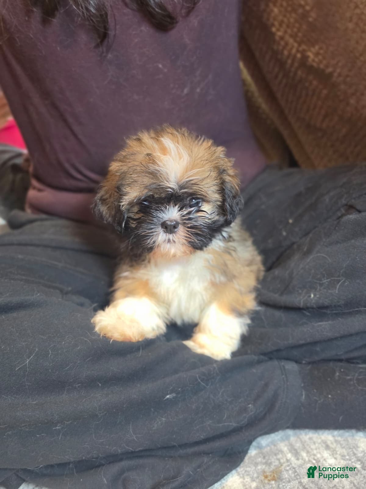 Shih Tzu dogs Shih Tzu 1 - Ad 2