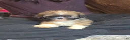 Shih Tzu dogs for sale: Shih Tzu 1 - Ad 2