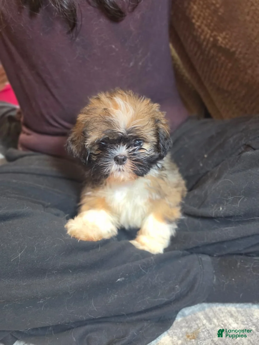 Shih Tzu dogs for sale: Shih Tzu 1 - Ad 2