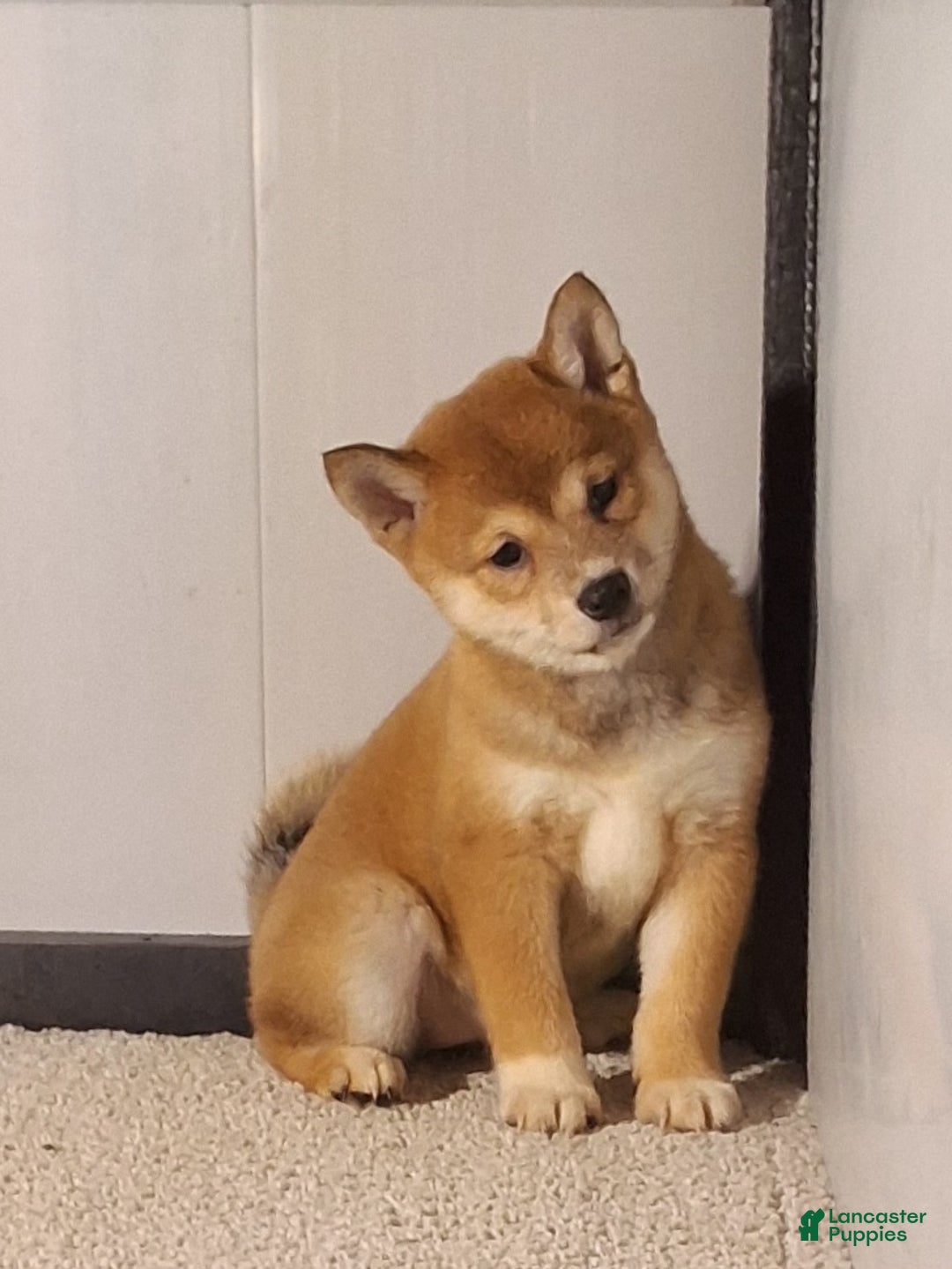 Shiba Inu dogs for sale: Princess  - Ad 1