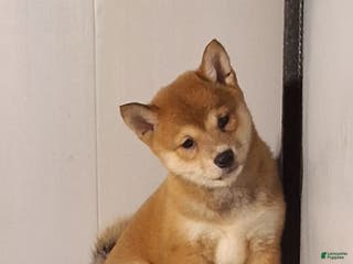 Shiba Inu dogs Princess - Ad 26