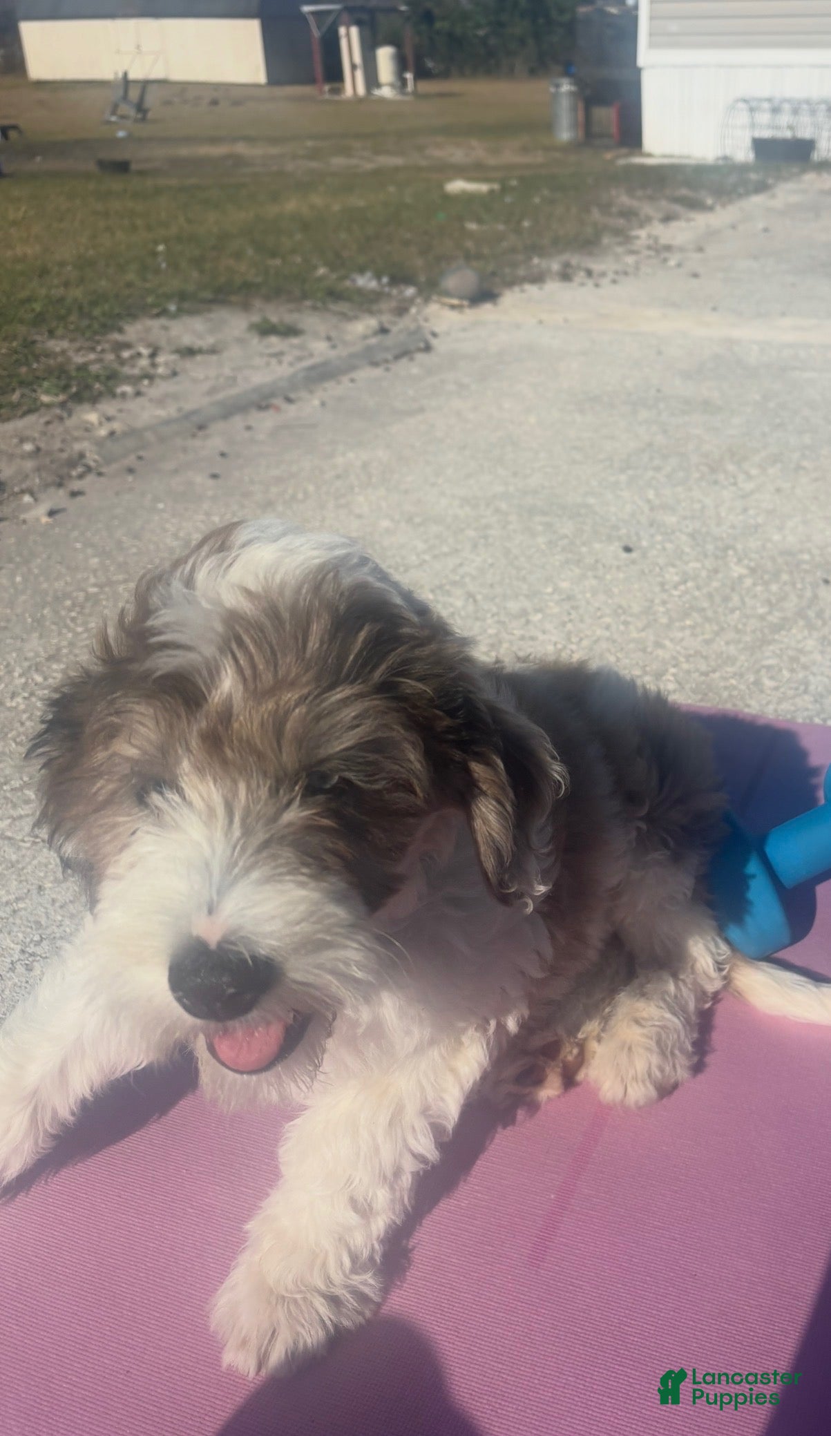 Mini Goldendoodle dogs for sale: Mini Goldendoodle Puppy 1 - Ad 1