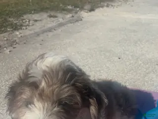 Mini Goldendoodle dogs Mini Goldendoodle Puppy 1 - Ad 6