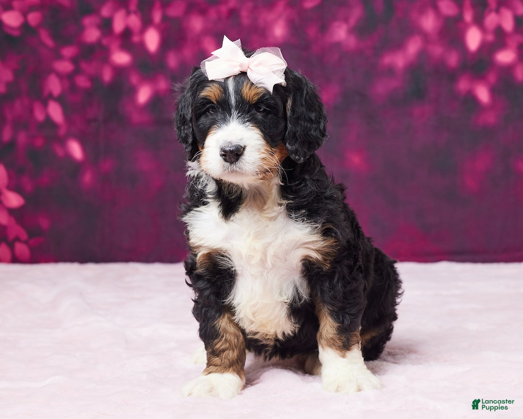 Bernedoodle dogs for sale: Gina - Ad 3