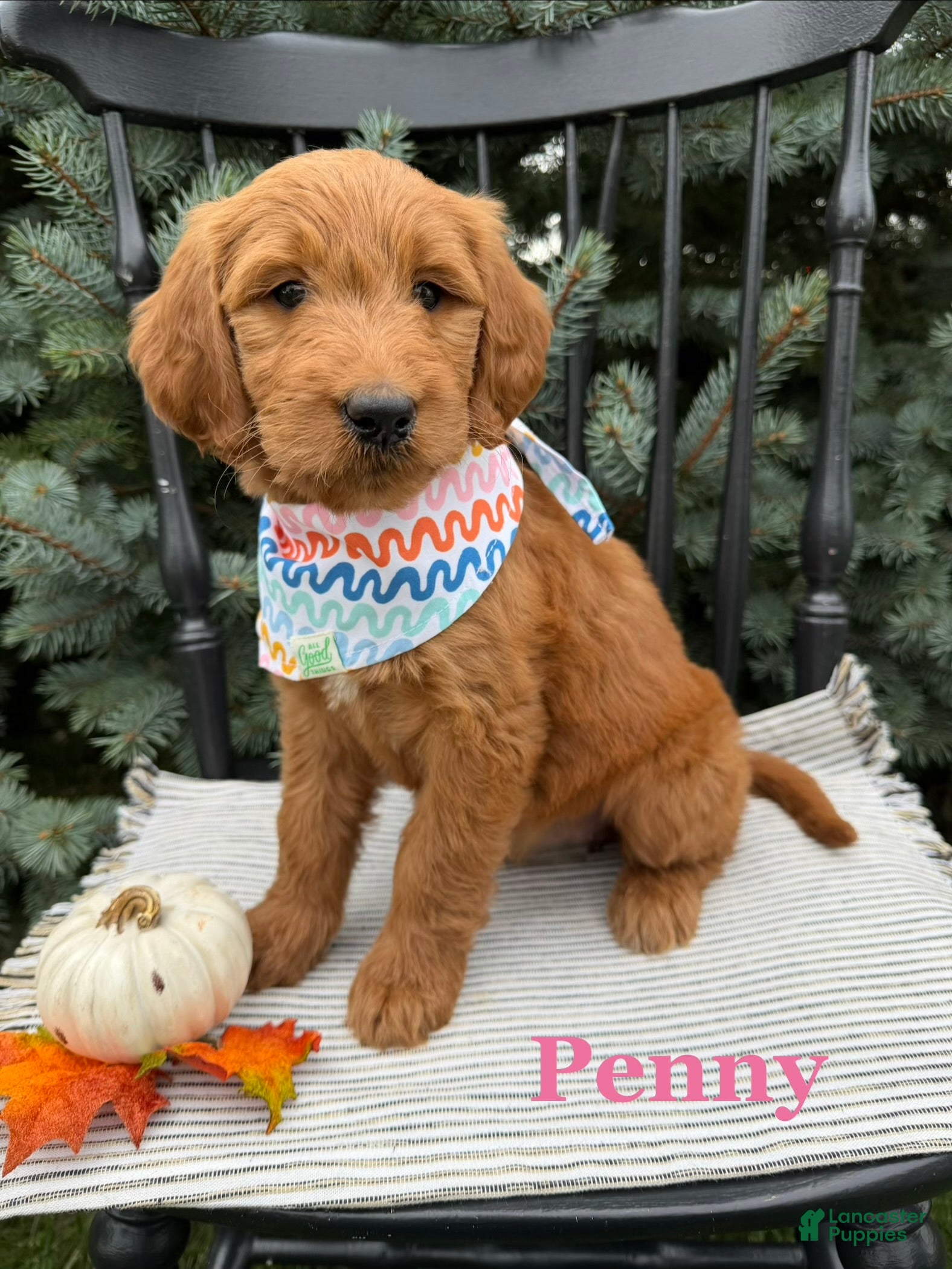 Goldendoodle dogs PENNY  - Ad 1