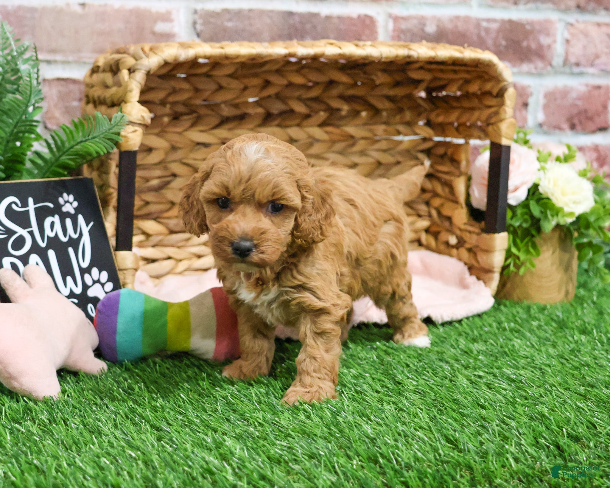 Mini Goldendoodle dogs Macaroni  - Ad 20