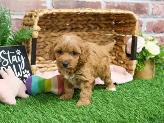 Mini Goldendoodle dogs Macaroni - Ad 21