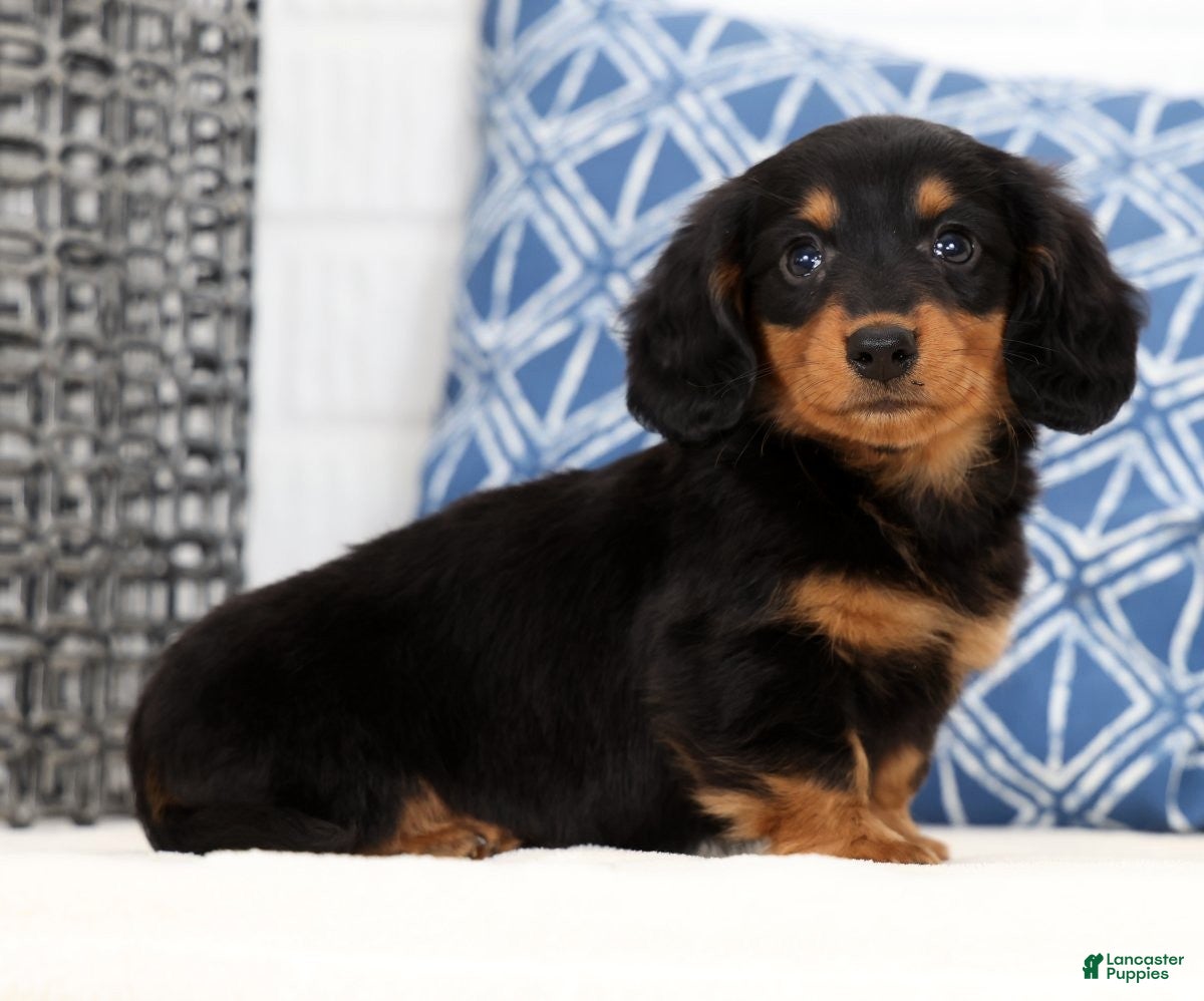 Miniature Dachshund dogs Harley - Ad 1
