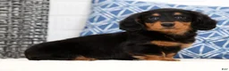Miniature Dachshund dogs for sale: Harley - Ad 1