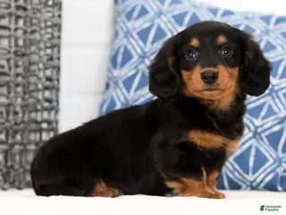 Miniature Dachshund dogs for sale: Harley - Ad 1