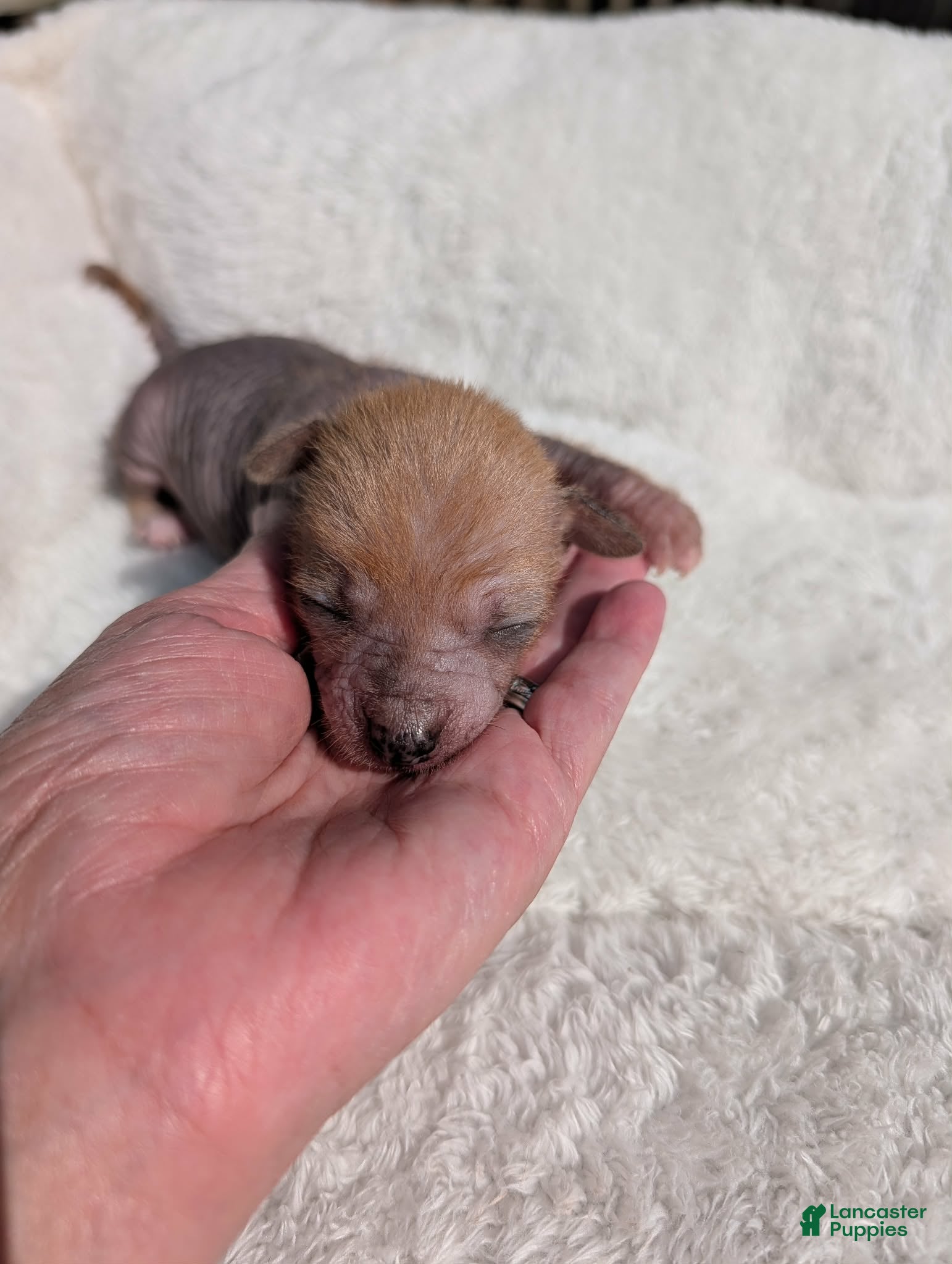 Mixed Breed dogs Peanut 🥜  Merle  - Ad 7