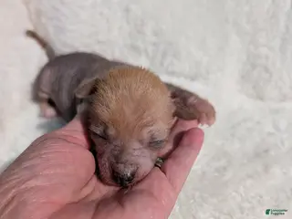 Mixed Breed dogs Peanut 🥜 Merle - Ad 7
