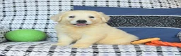Golden Retriever dogs for sale: Theo - Ad 2