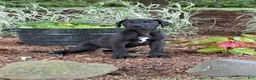 Great Dane dogs for sale: Pam Great Dane  - Ad 14