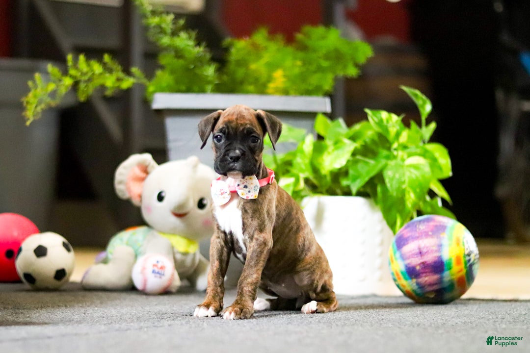 Boxer dogs for sale: Maxl - Ad 15