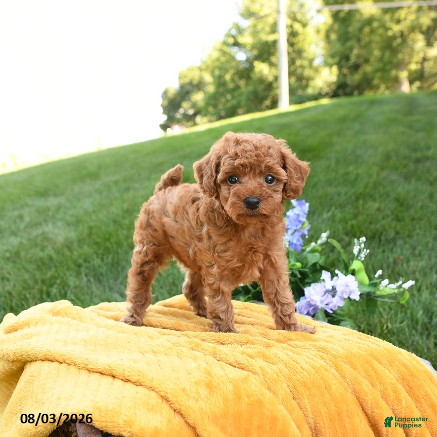 Toy Poodle dogs Brynn - Ad 2