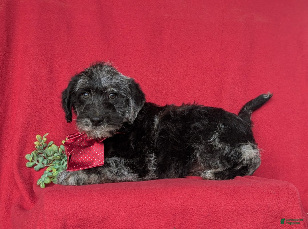 Labradoodle dogs for sale: Whitmoor Hypoallergenic - Ad 5