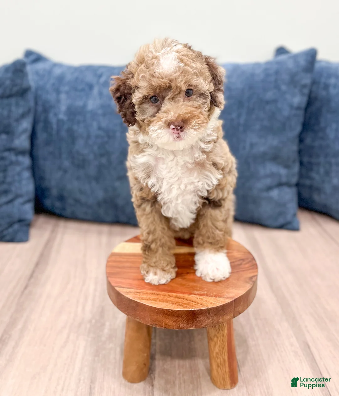 Mini Goldendoodle dogs for sale: Lilac - Ad 2