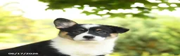 Welsh Corgi Pembroke dogs for sale: Jada - Ad 2