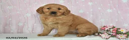 Golden Retriever dogs for sale: Skye - Ad 4