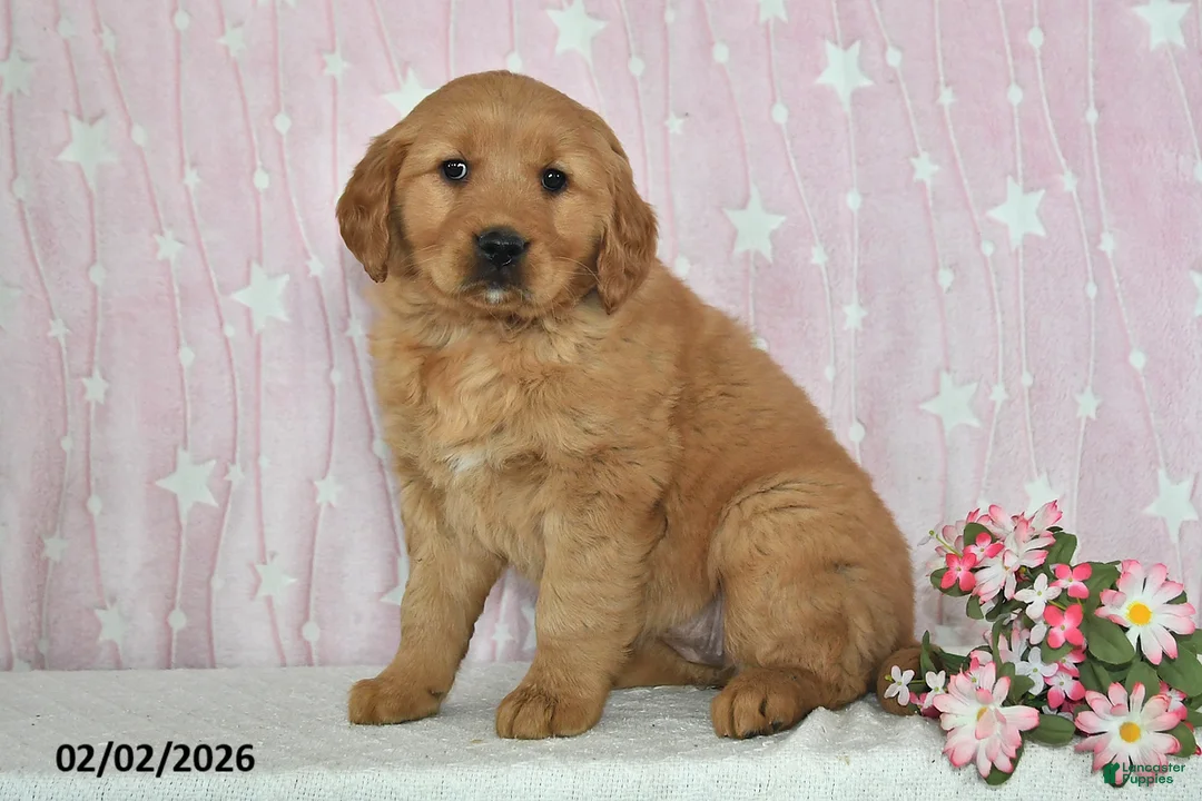 Golden Retriever dogs for sale: Skye - Ad 4